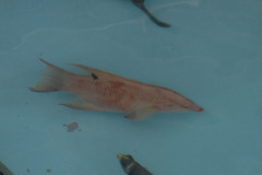 Lachnolaimus maximus