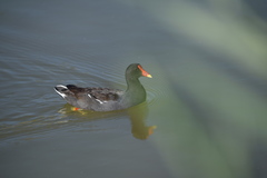 Gallinula galeata cachinnans