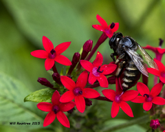 Xylocopa tabaniformis parkinsoniae
