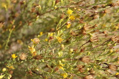 Ericameria palmeri