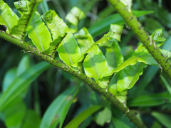 Blechnum triangularifolium