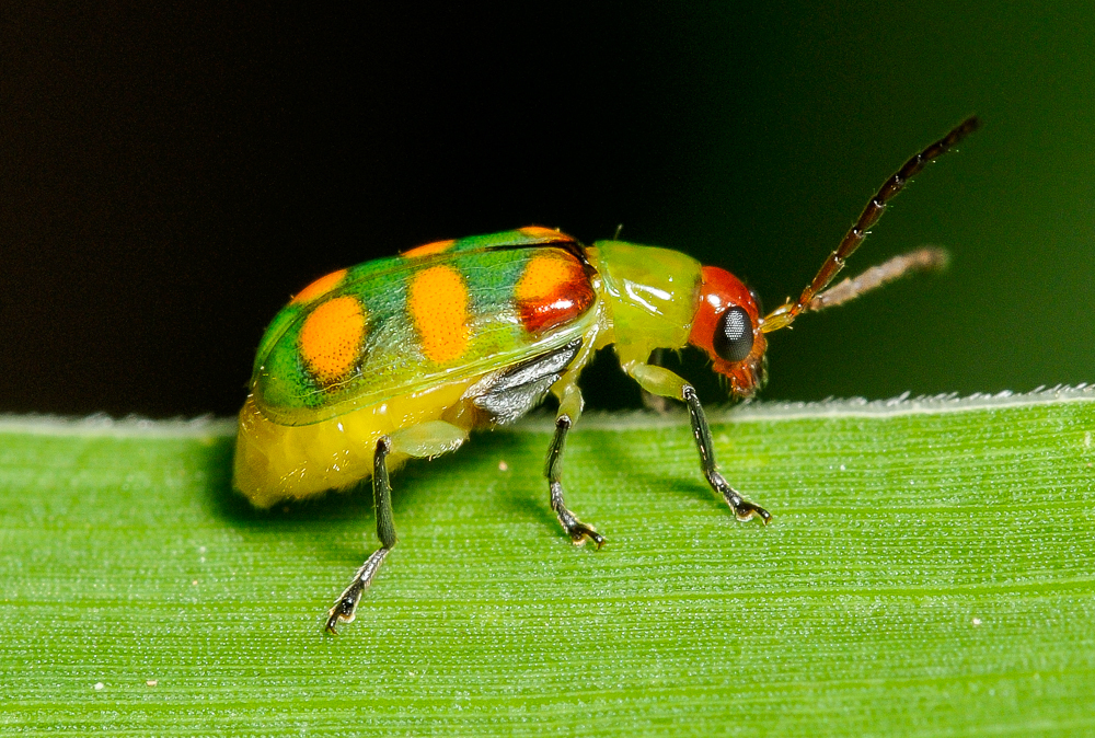 Diabrotica