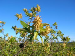 Salix glauca acutifolia