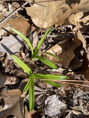 John Kees, CC0, iNaturalist via GBIF Melanthium virginicum, photograph John Kees, CC0, iNaturalist via GBIF