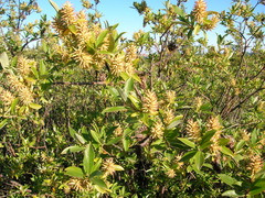 Salix glauca acutifolia