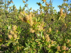 Salix glauca acutifolia