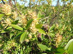 Salix glauca acutifolia