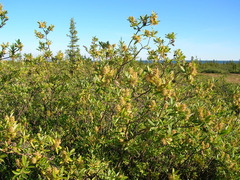 Salix glauca acutifolia