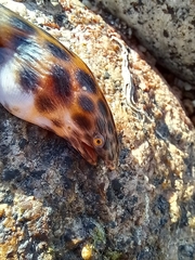 Longfin Spotted Snake Eel photo 3