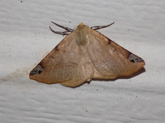 Caripeta triangulata
