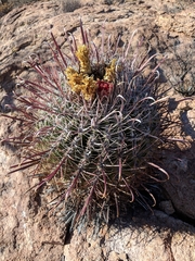 Ferocactus peninsulae