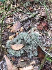 Cladonia evansii