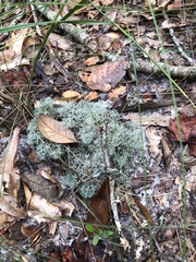 Cladonia evansii