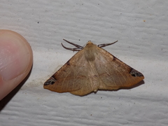 Caripeta triangulata