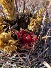 Ferocactus peninsulae
