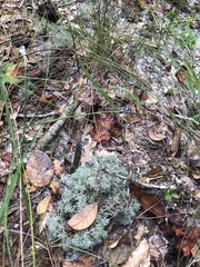 Cladonia evansii
