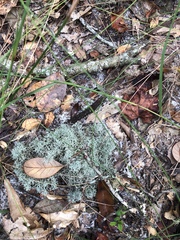 Cladonia evansii