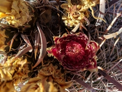 Ferocactus peninsulae