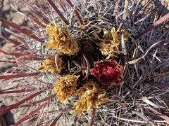 Ferocactus peninsulae