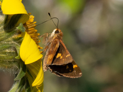 Lon melane vitellina