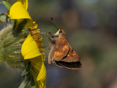 Lon melane vitellina