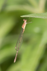 Lestes forficula