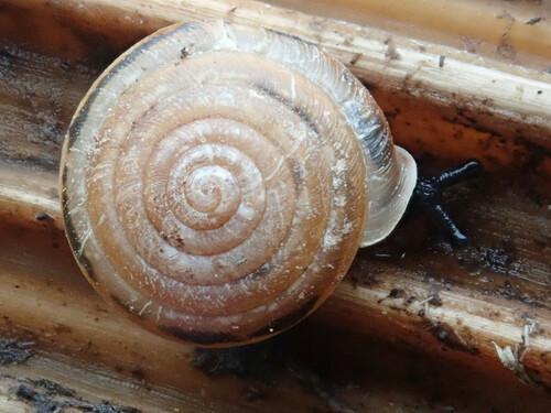 Perforatella bidentata