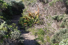 Gasteria acinacifolia