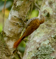 Scaled Woodcreeper photo 4