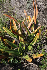 Gasteria acinacifolia