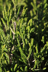 Passerina rigida