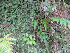 Blechnum novae-zelandiae