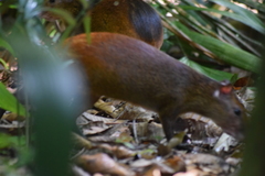 Dasyprocta prymnolopha