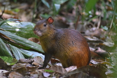 Dasyprocta prymnolopha