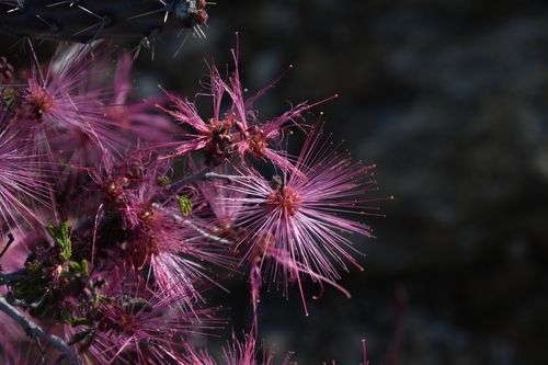 Calliandra eriophylla