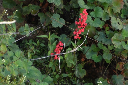 Heuchera sanguinea