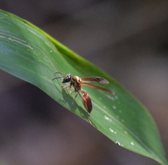 Polybia chrysothorax