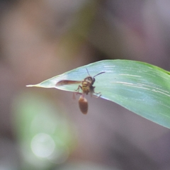 Polybia chrysothorax