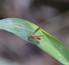 Polybia chrysothorax