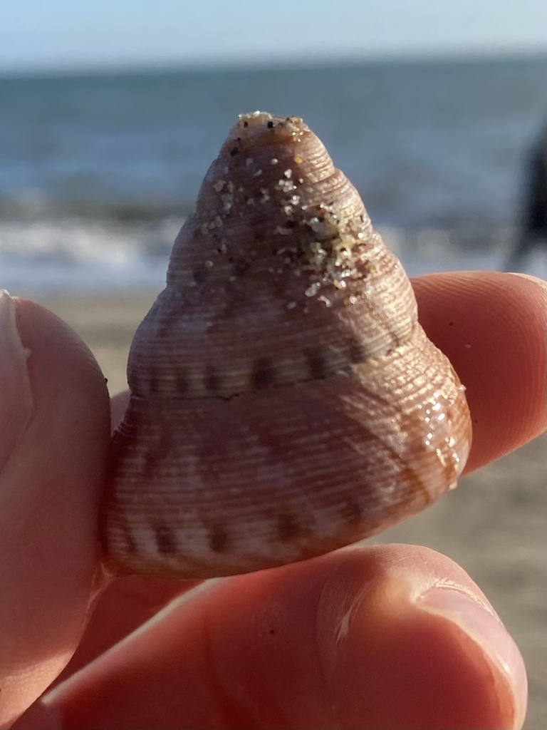 glorious topsnail