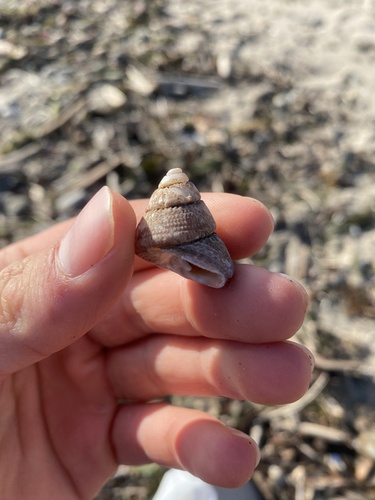 two-tooth topsnail