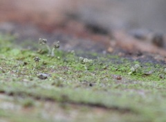 Chaenotheca brachypoda