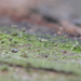 Chaenotheca brachypoda - Photo (c) Carl-Adam Wegenschimmel, alguns direitos reservados (CC BY-NC), uploaded by Carl-Adam Wegenschimmel
