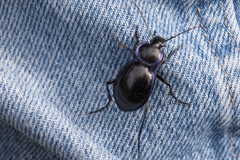 Carabus finitimus