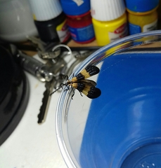 Calopteron reticulatum