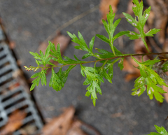 Artemisia princeps