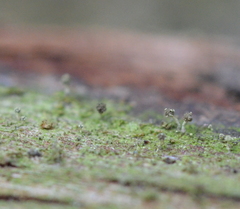 Chaenotheca brachypoda