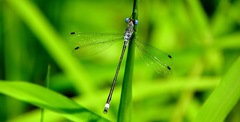 Lestes forcipatus