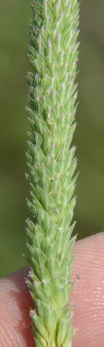 Image of Timothy Canarygrass (Phalaris angusta) by (c) Dan Johnson, some rights reserved (CC BY)
