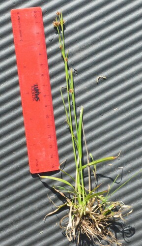 Image of Rhynchospora harveyi by (c) Dan Johnson, some rights reserved (CC BY)